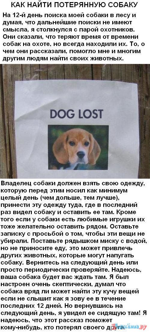 Как найти собаку, если она убежала и потерялась