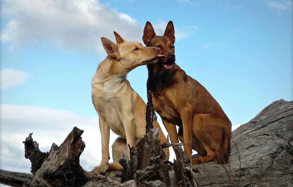 Австралийский келпи (порода собак): описание