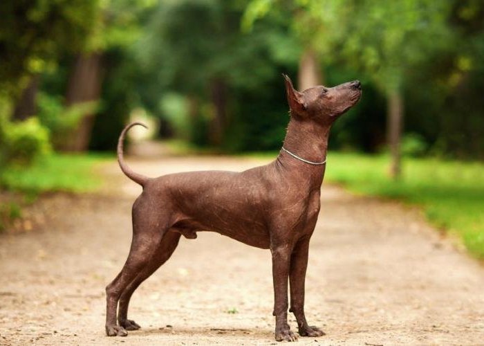 Мексиканская голая собака — когда название может запутать
