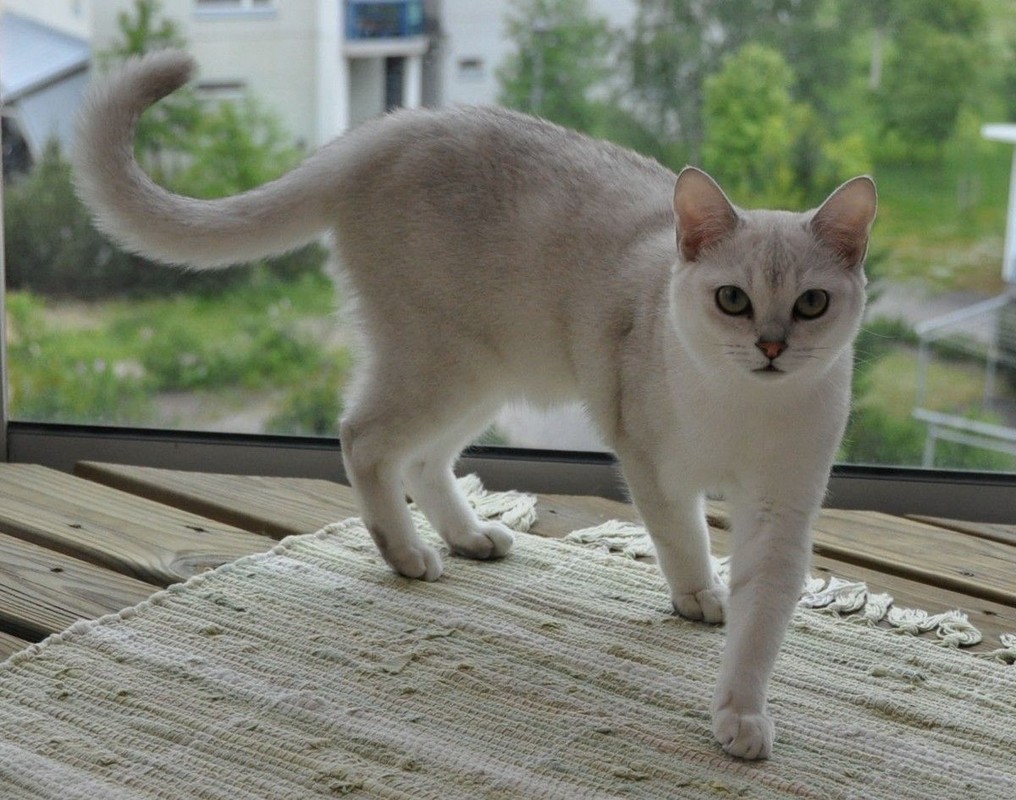 Бурмилла: кошки и коты
