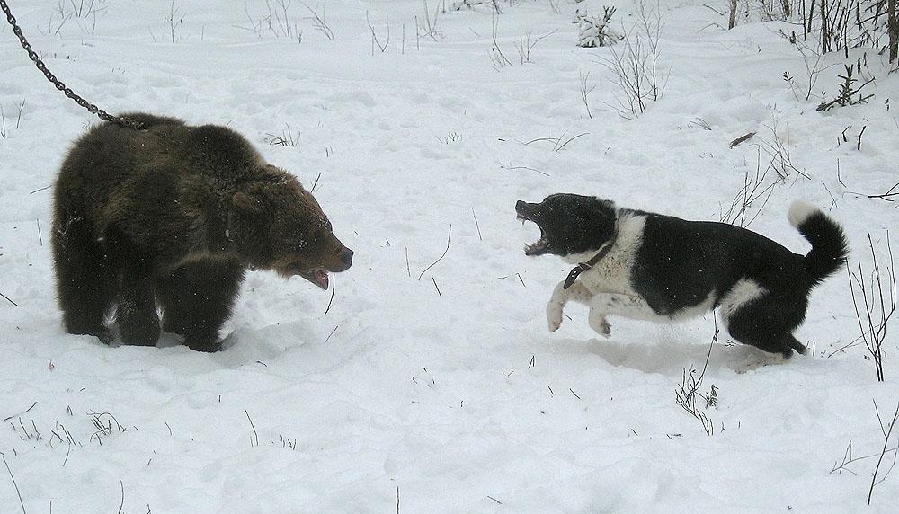 Карельская медвежья собака (Карельская медвежья лайка)