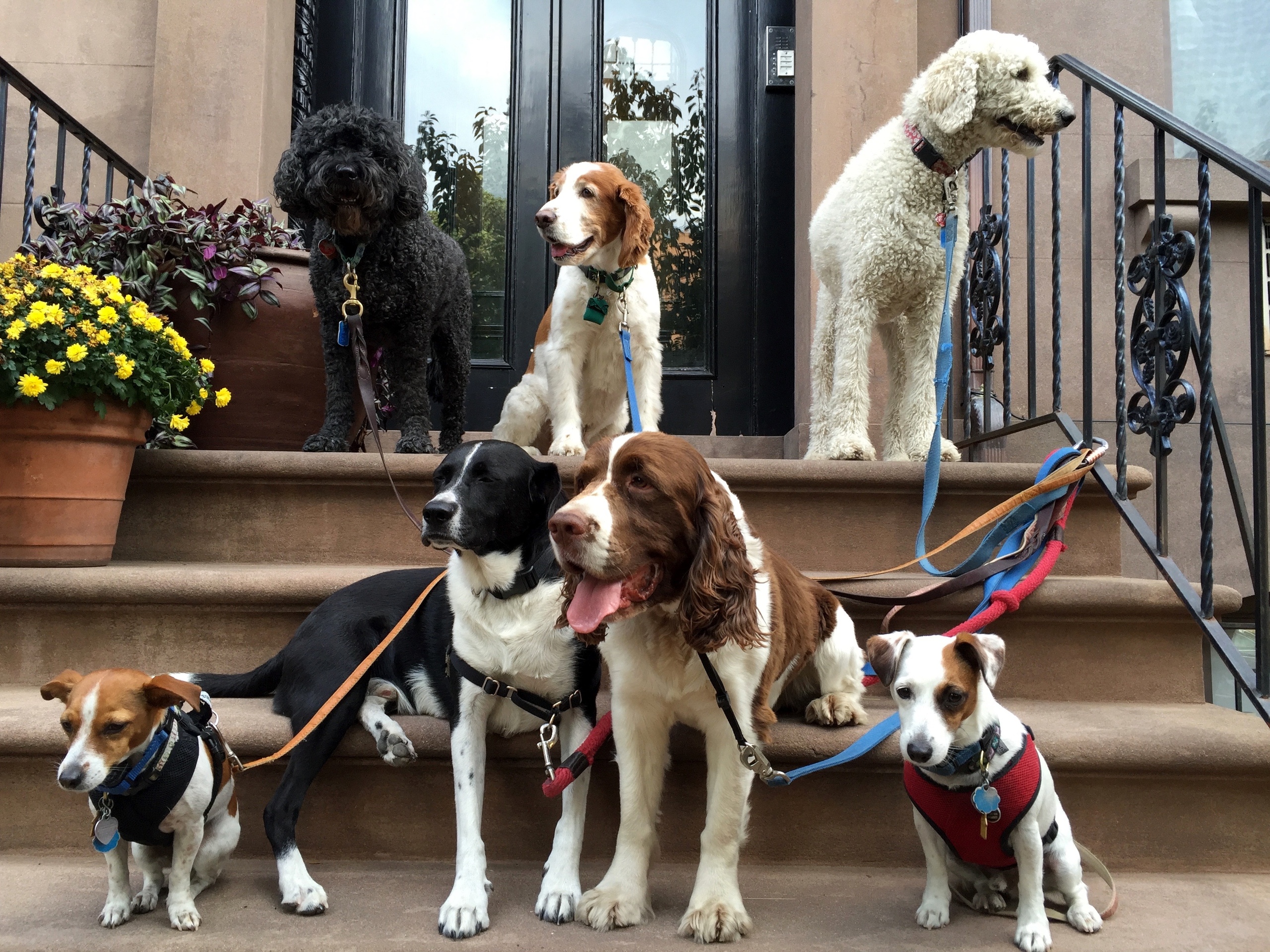 Dog walking 2. Выгульщик собак/догситтер. Выгульщик собак в Америке. Питомцы в Англии. Собаки в Британии.