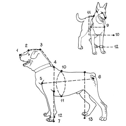 Холка у собаки: где находится и как измерять ее