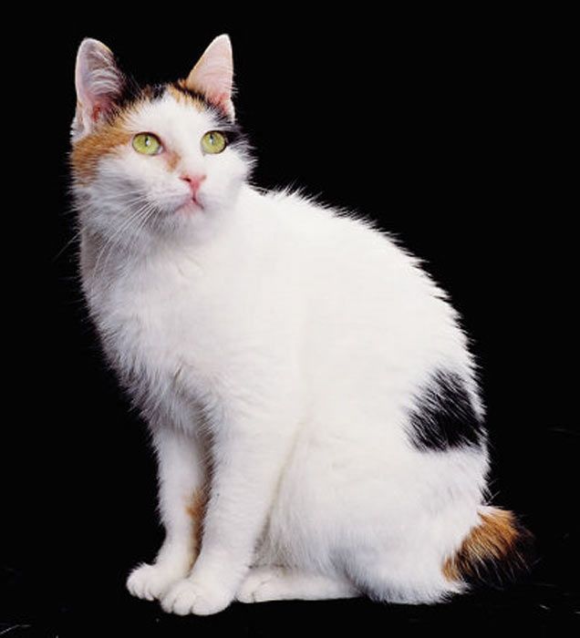 Трёхцветная кошка — счастье в доме