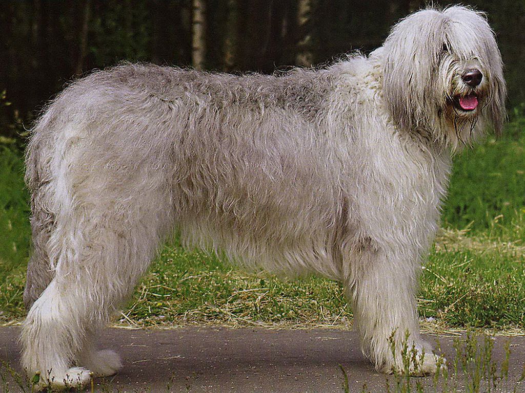 Южнорусская овчарка: описание породы собак
