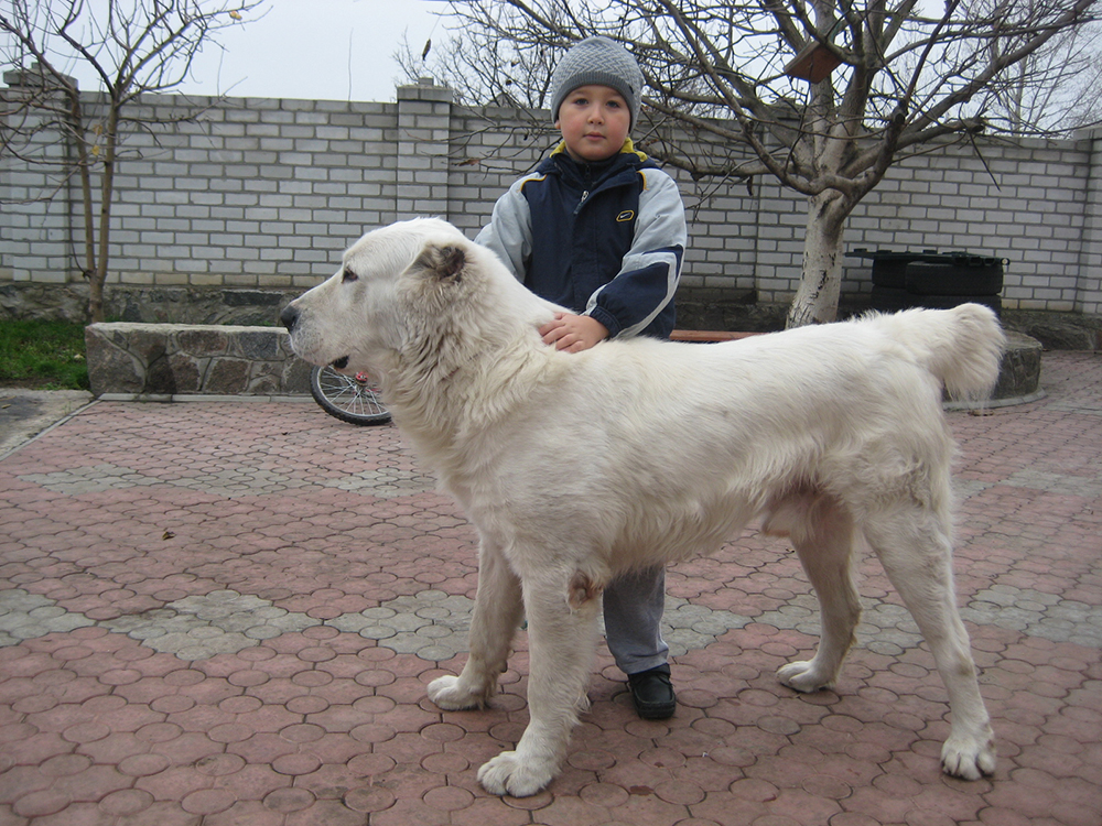 Туркменский алабай, волкодав или овчарка: описание