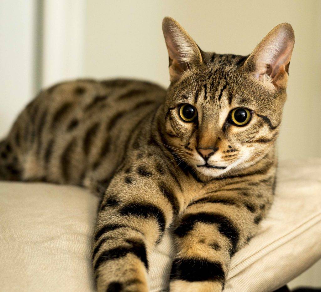 Самые красивые кошки в мире — кто они