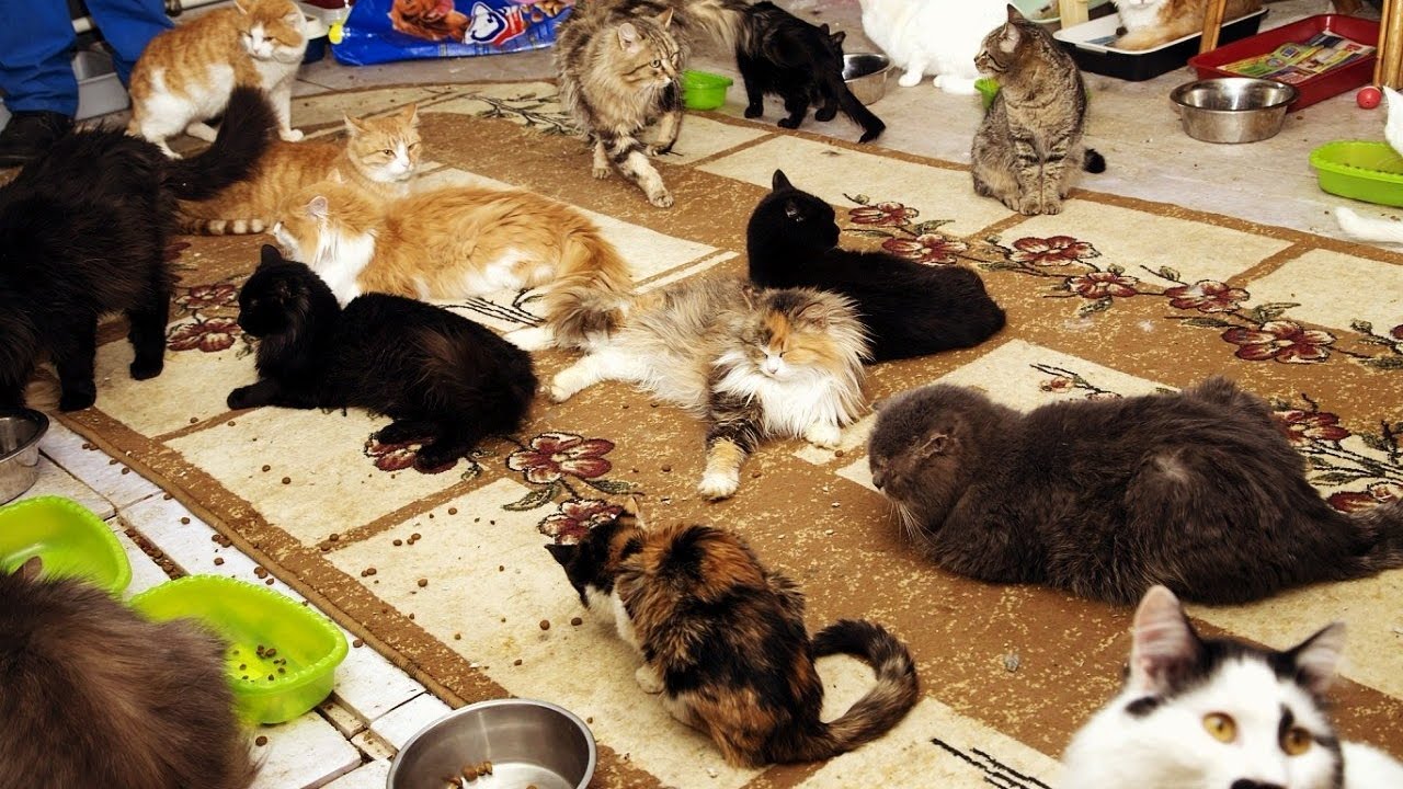 Месяц котятам можно отдавать. Приют для кошек. Приют для животных кошки. Приют для бездомных кошек. Приют для кошек и собак.