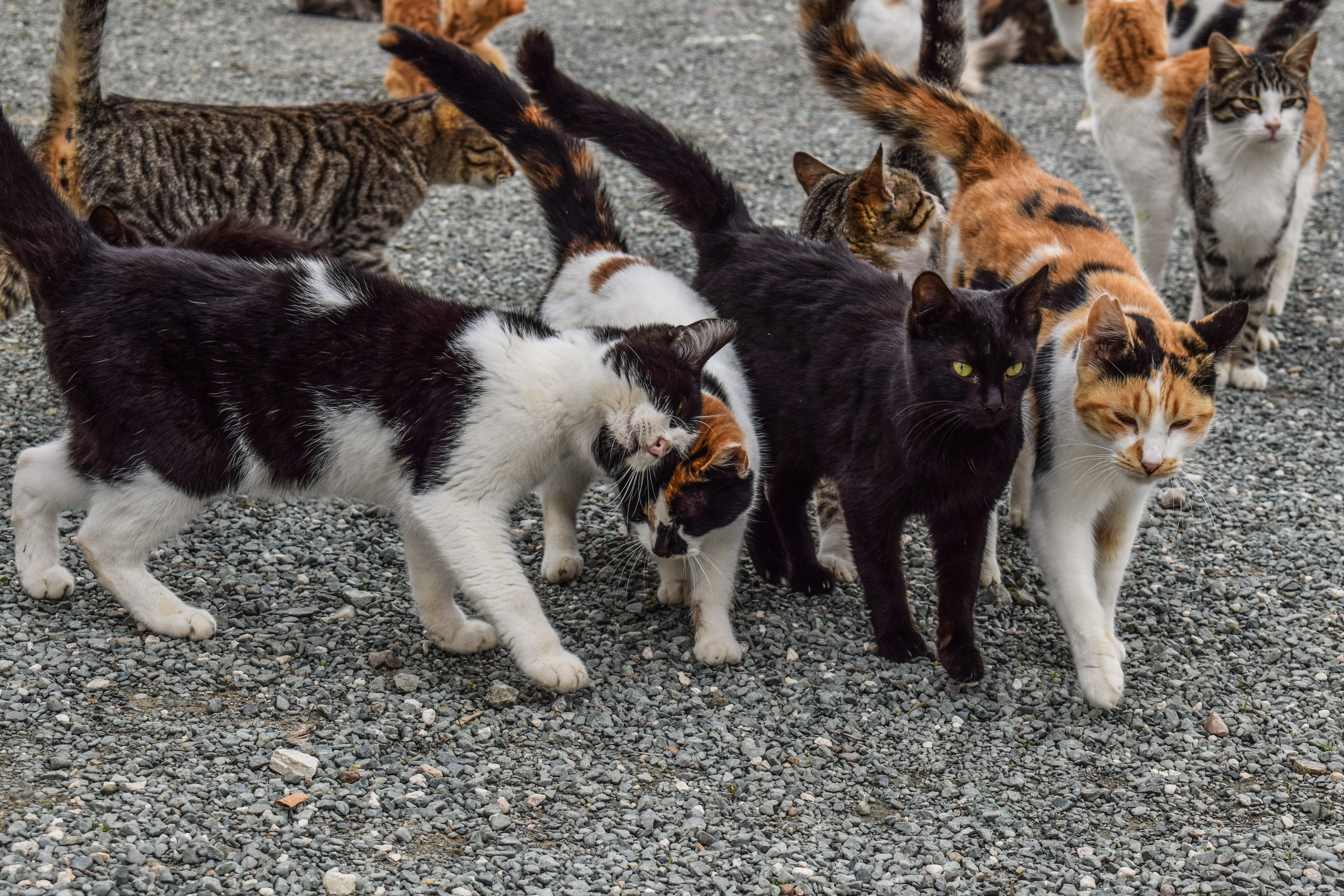 В окружении животных. Остров Фраджост кошачий остров. Много кошек. Стая котов. Интересные кошки.