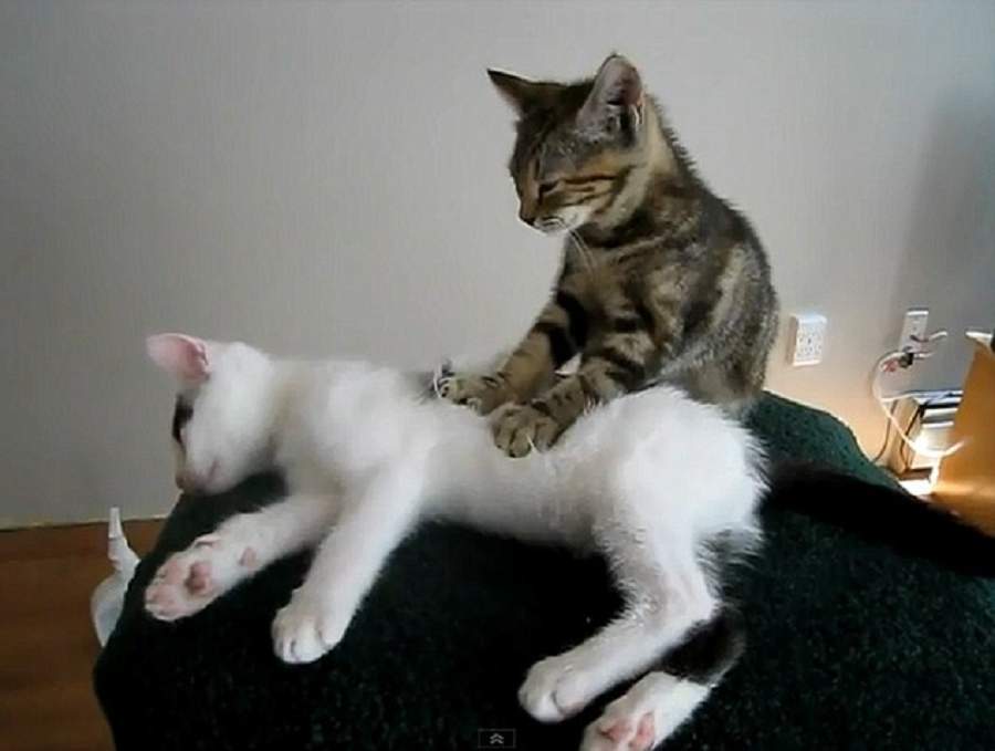 Кошка делает массаж лапками: что это значит