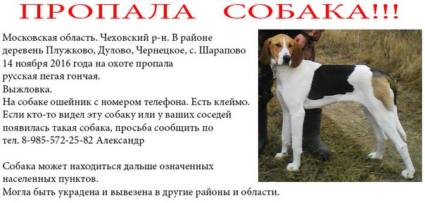 Русская гончая пегая собака: описание породы и характера