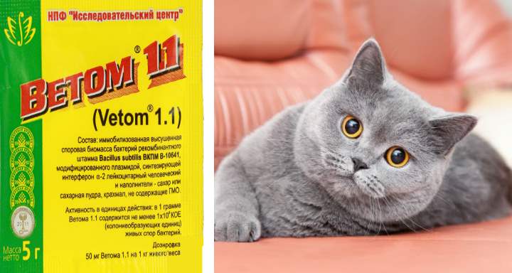 Ветом для кошек: инструкция по применению