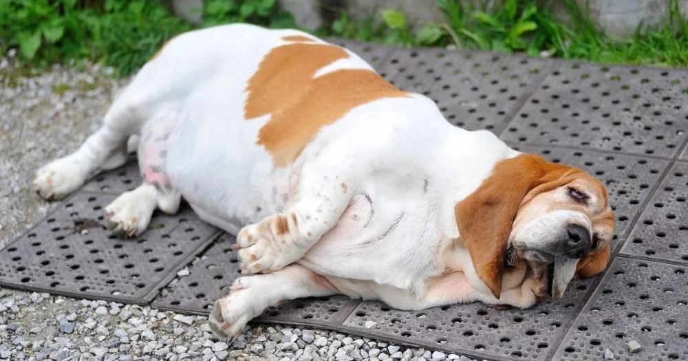 Породы собак, которые склонны к ожирению