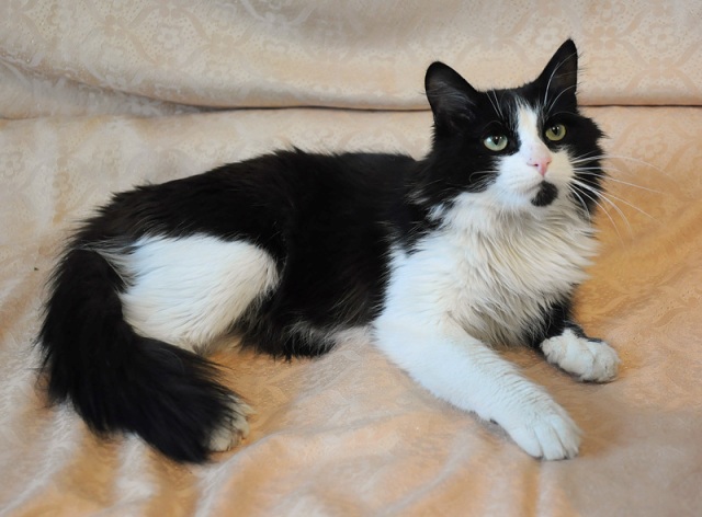 Черно-белый кот с белой грудкой и лапками: породы