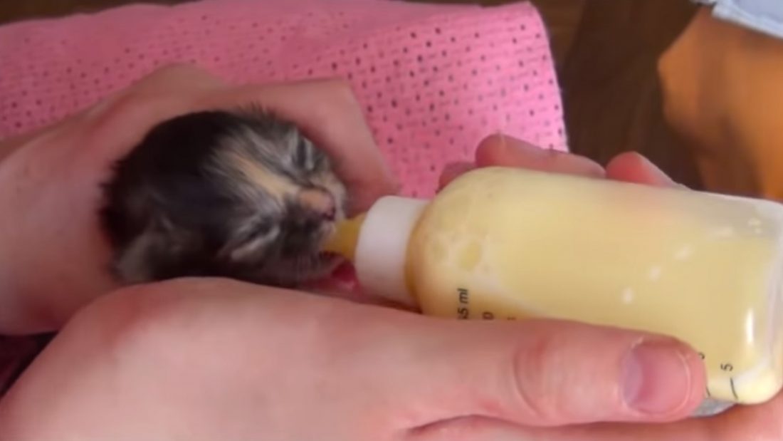 Котёнок без мамы: как помочь новорождённому