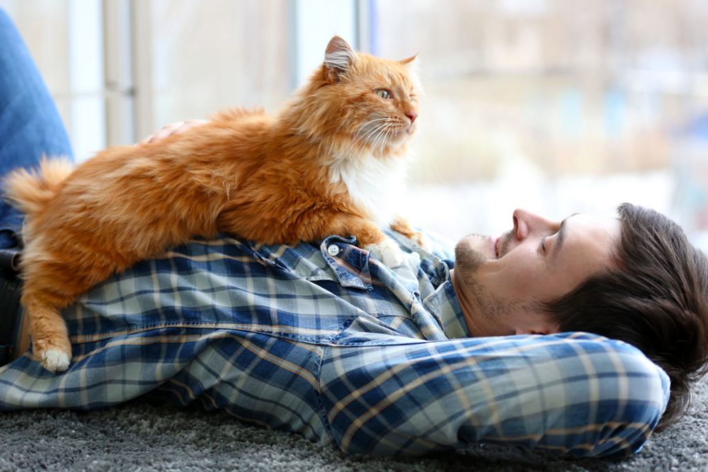 Кот лежит на спине: основные причины и возможные проблемы
