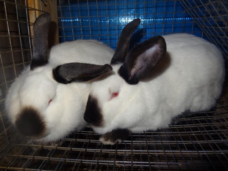 Кролики мясных пород: какие разводить в домашних условиях