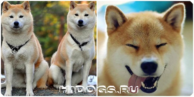 Пхунсан: загадочный пёс из Северной Кореи