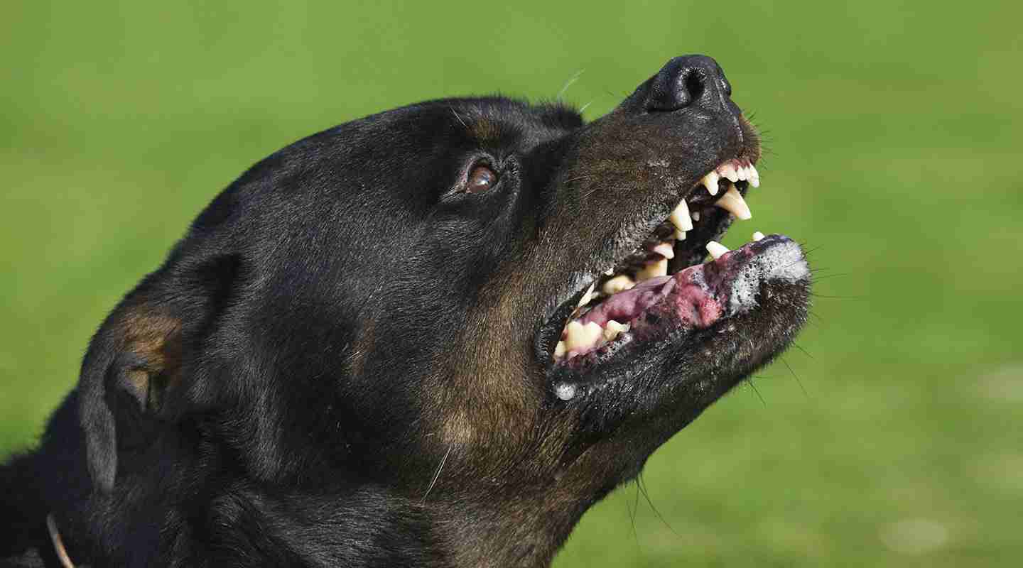 Лучше не злить: Топ-6 пород собак способных перекусить кости
