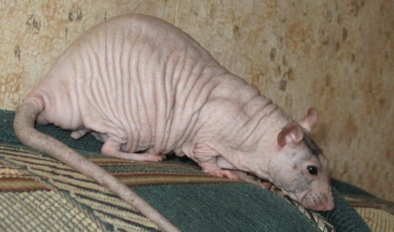 Лысая крыса — что это за разновидность, характеристика породы