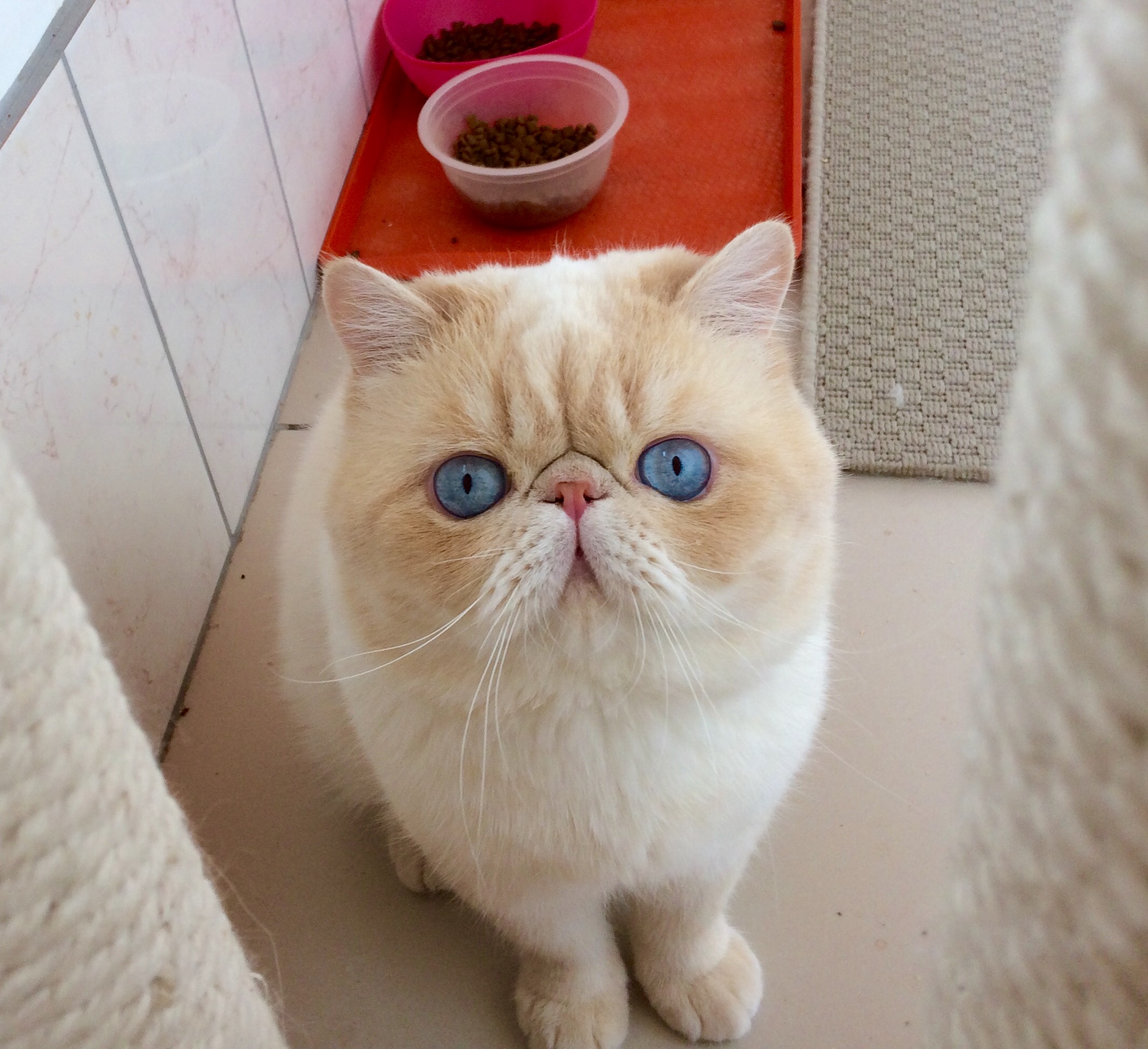 Кот с приплюснутой мордой и большими глазами: породы