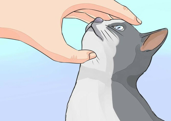 Глазные капли для кошек и котят при воспалении