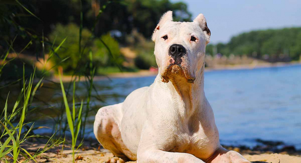 Идеальная охотничья и охранная собака – аргентинский дог