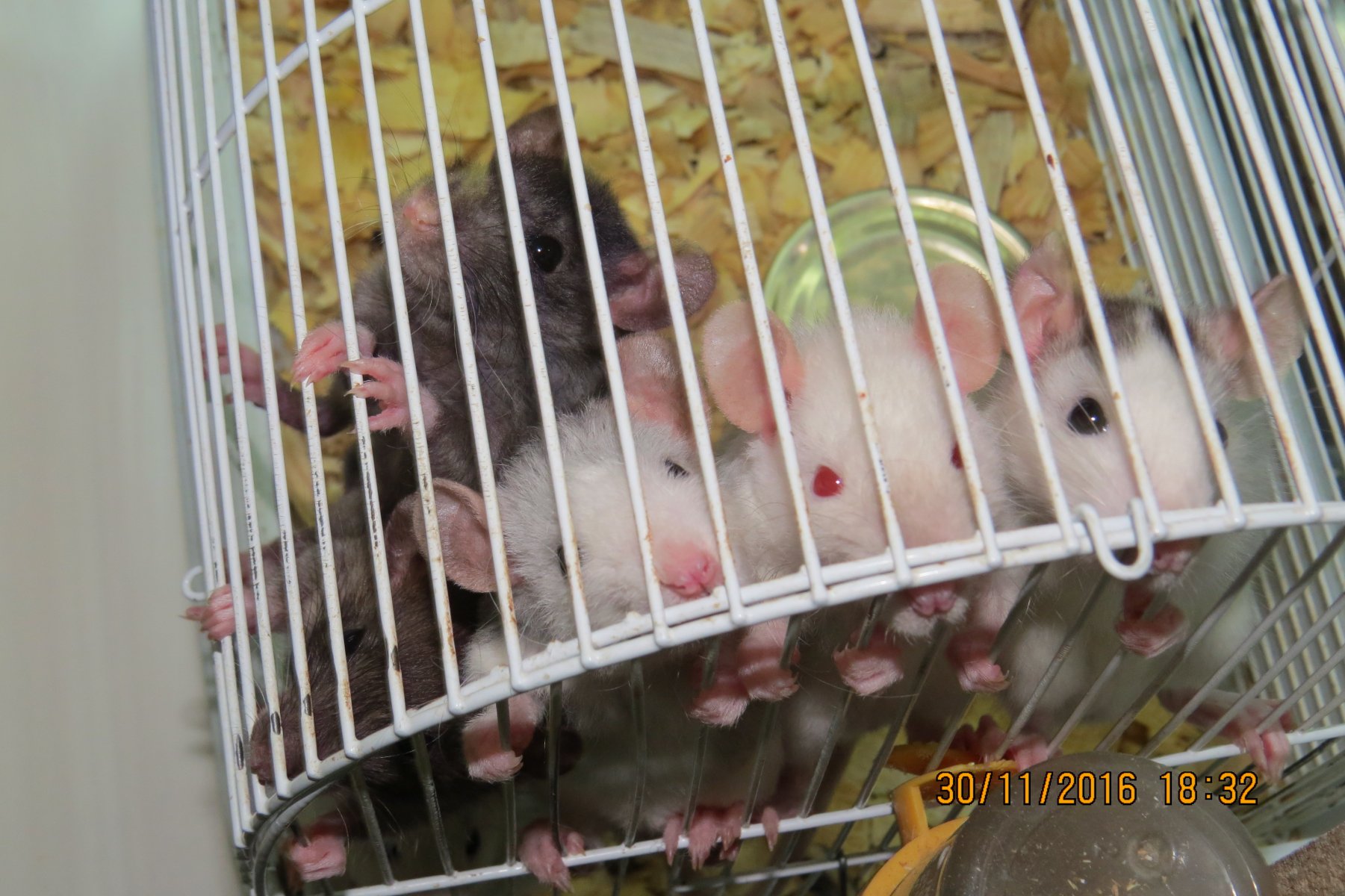 Сколько стоит домашняя крыса — цена содержания