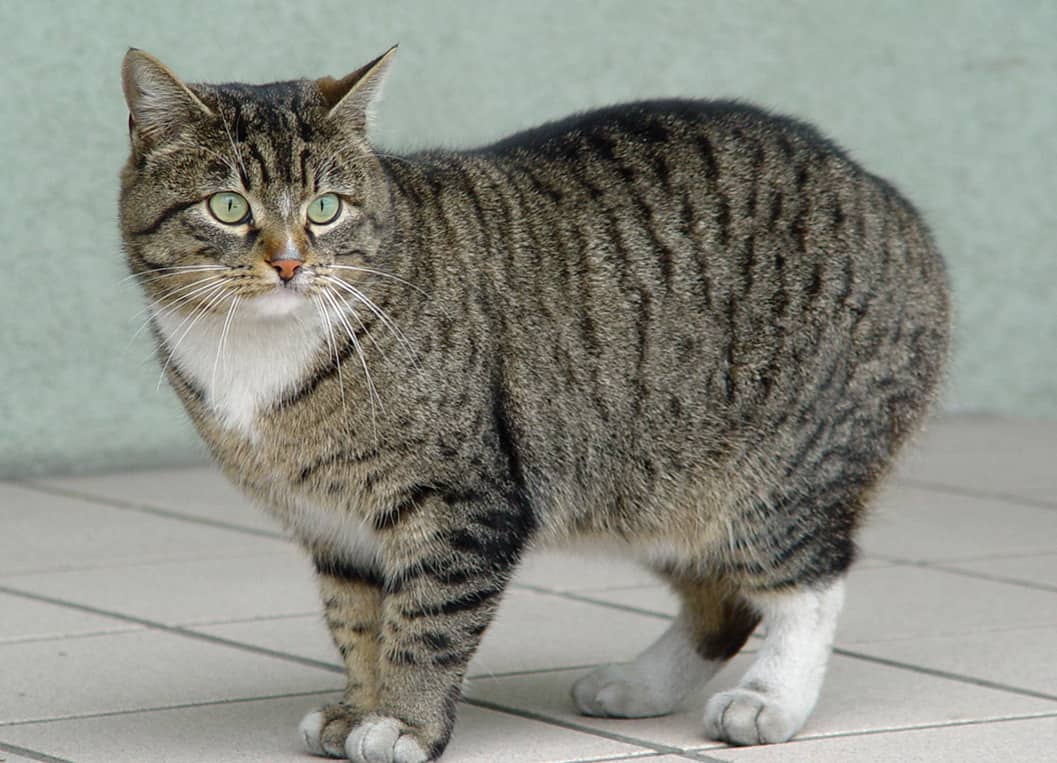 Американская короткошёрстная кошка: ласковый и нежный зверь