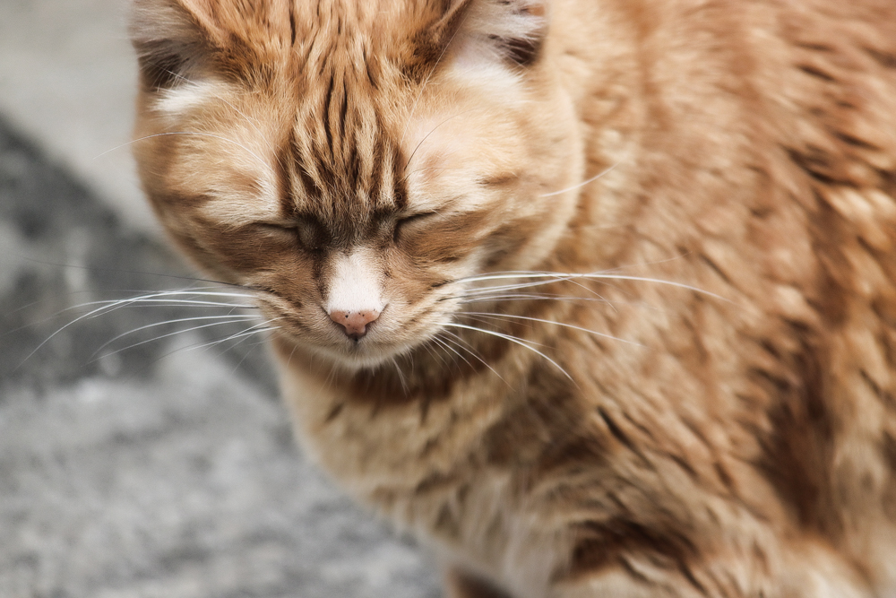 Запор у кошки или кота: что делать?