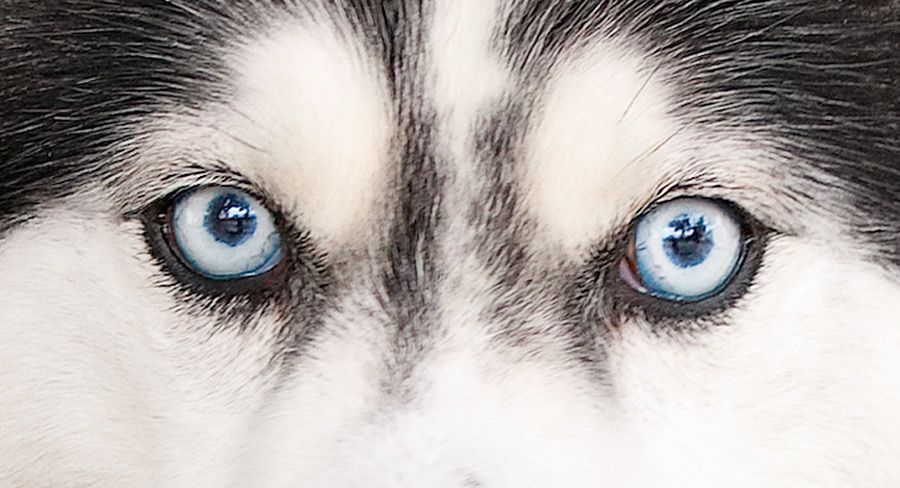 Хаски с разными глазами: с голубыми и карими, арлекины