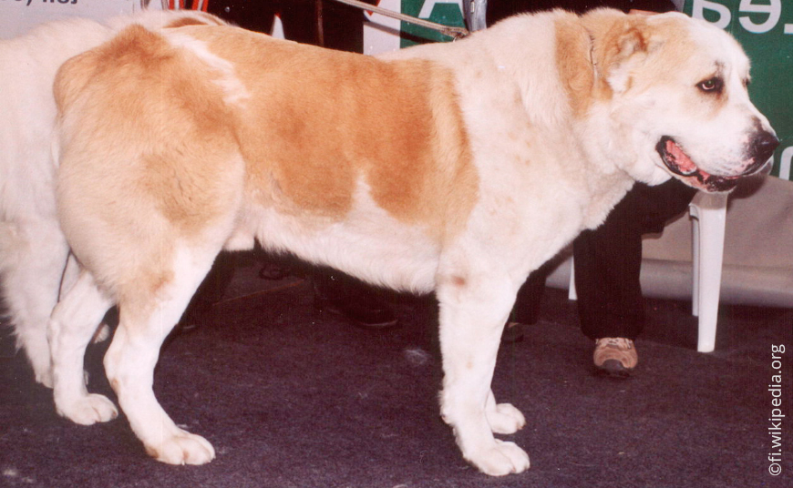 Алабай (среднеазиатская овчарка): порода собак