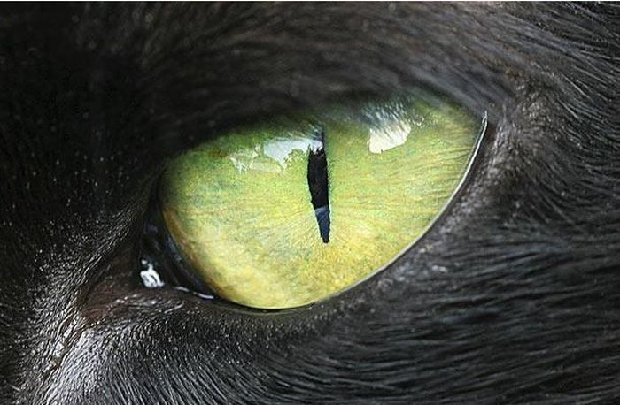 Кошачий глаз: как видят мир усатые питомцы