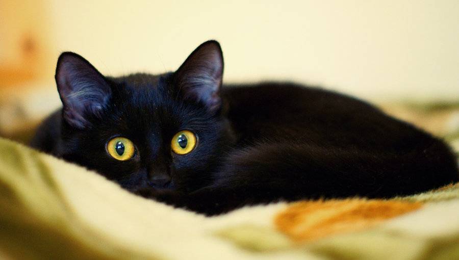 Породы черных кошек: окрас и оттенок глаз
