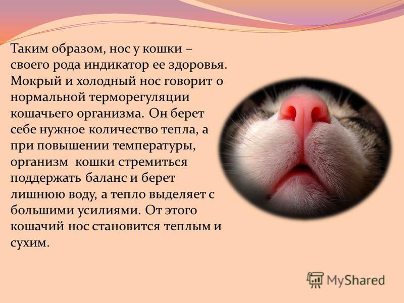Сухой нос у кошки: основные причины и что это значит