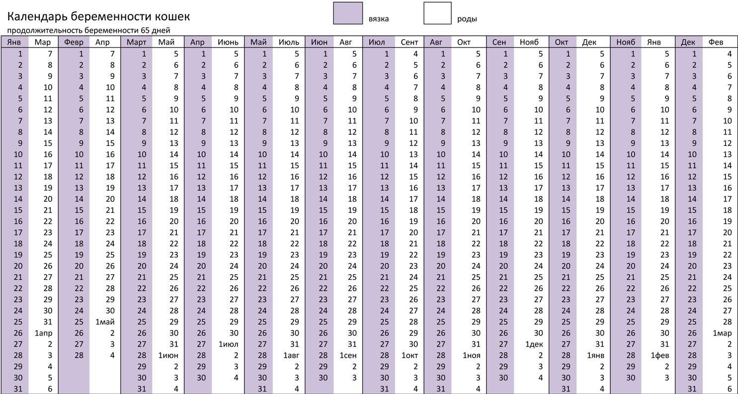 Беременность длится дней. Таблица вязок и родов у кошек. Кошка беременность срок таблица. Календарь вязки и родов у кошки. Таблица вязки и родов у кошек.