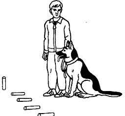 Как научить собаку команде «рядом» на поводке или без него