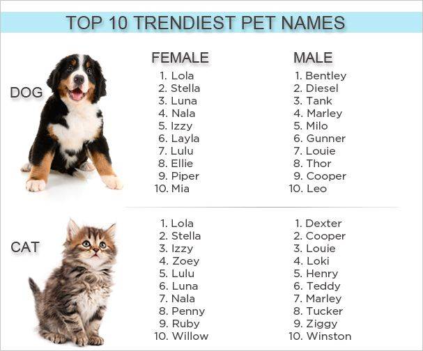 Клички для собак мальчиков: редкие и красивые имена