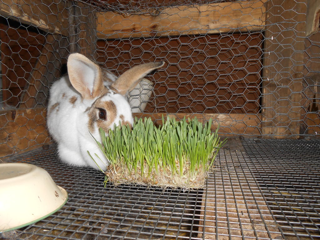 Какое зерно можно давать кроликам в домашних условиях
