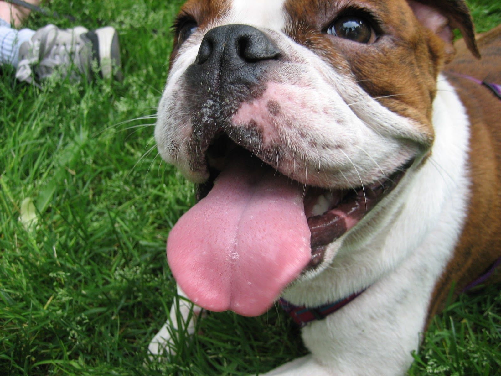 Собака с торчащим языком