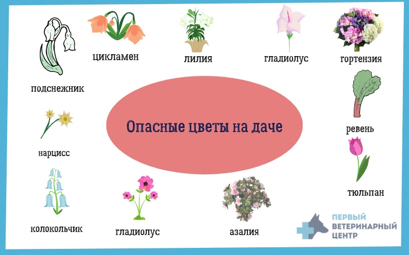 Ядовитые растения для кошек: драцена и другие комнатные цветы