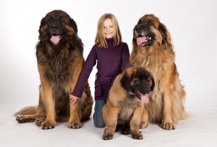 Одежда для больших собак крупных пород