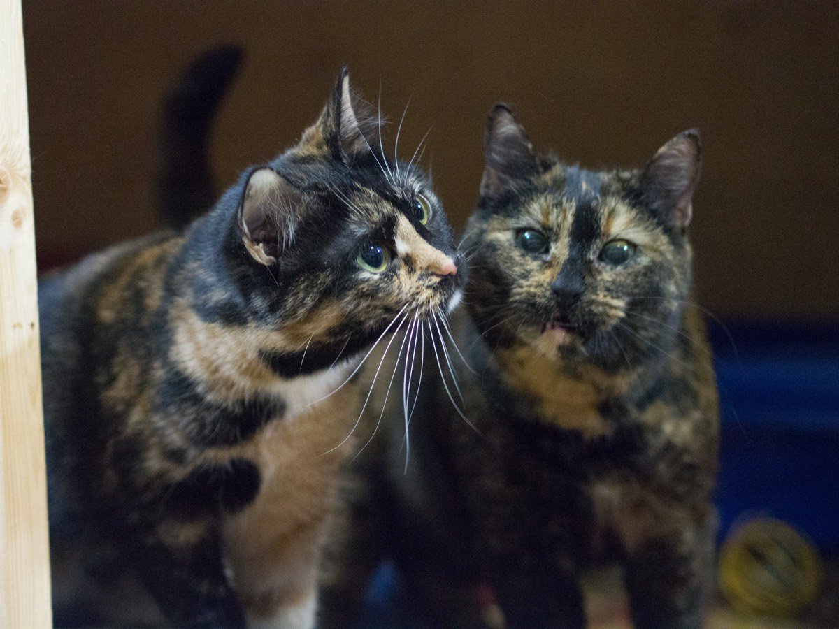 Черепаховый окрас кошки и кота
