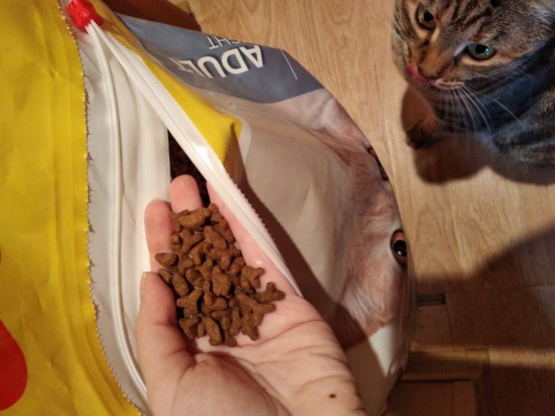 Чем кормить кастрированного кота в домашних условиях