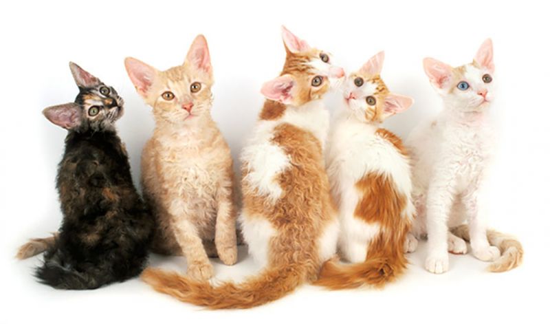 Лаперм: кошки и коты