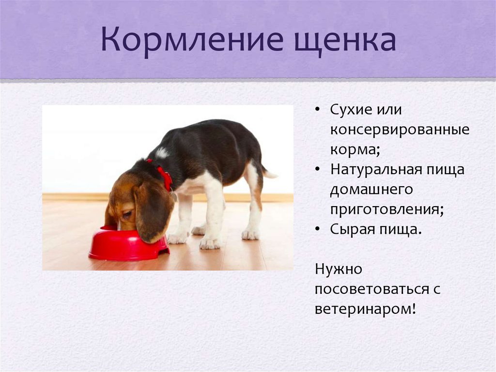 Чем и как правильно кормить щенка?