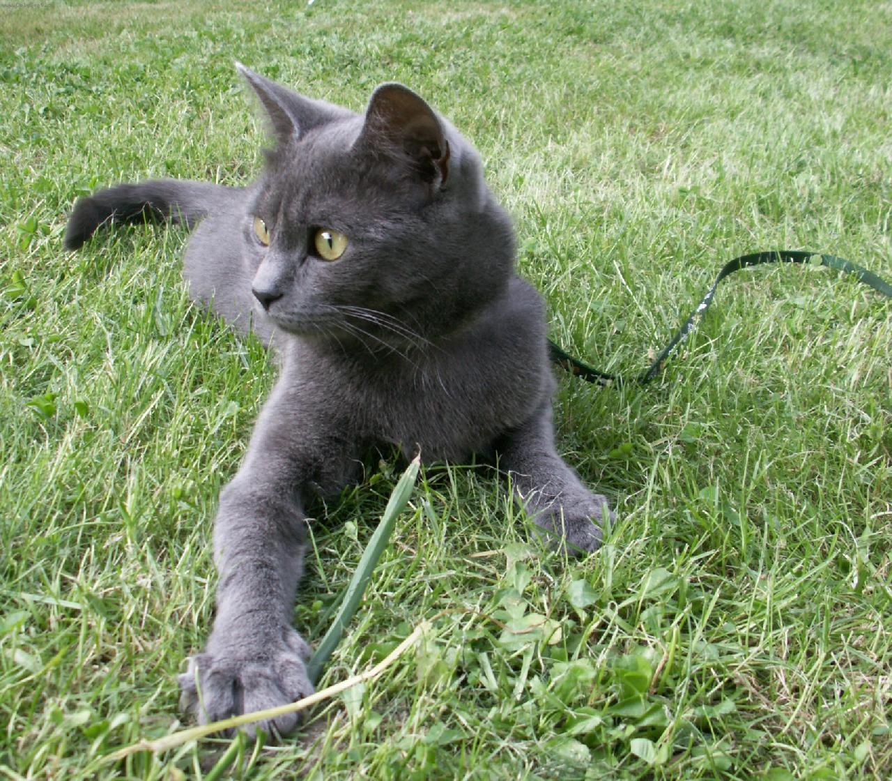 Картезианская кошка (картезианский кот, шартрез)