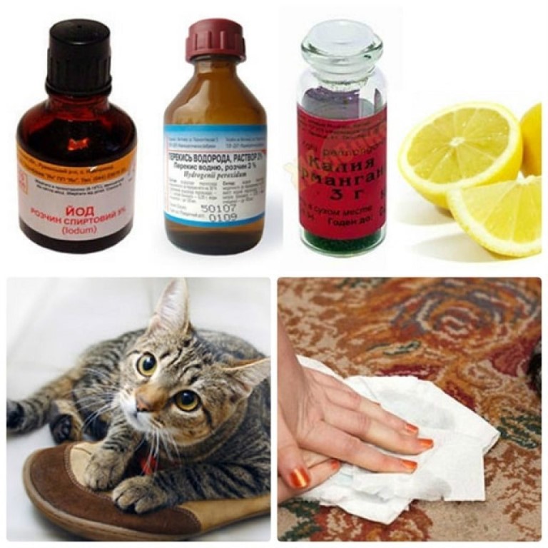 Как избавиться от неприятного запаха кошачьей мочи