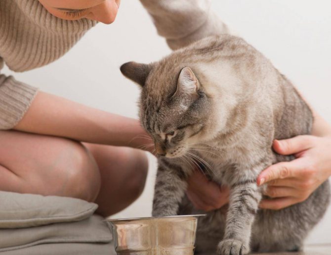 Как вывести шерсть из желудка кошки в домашних условиях