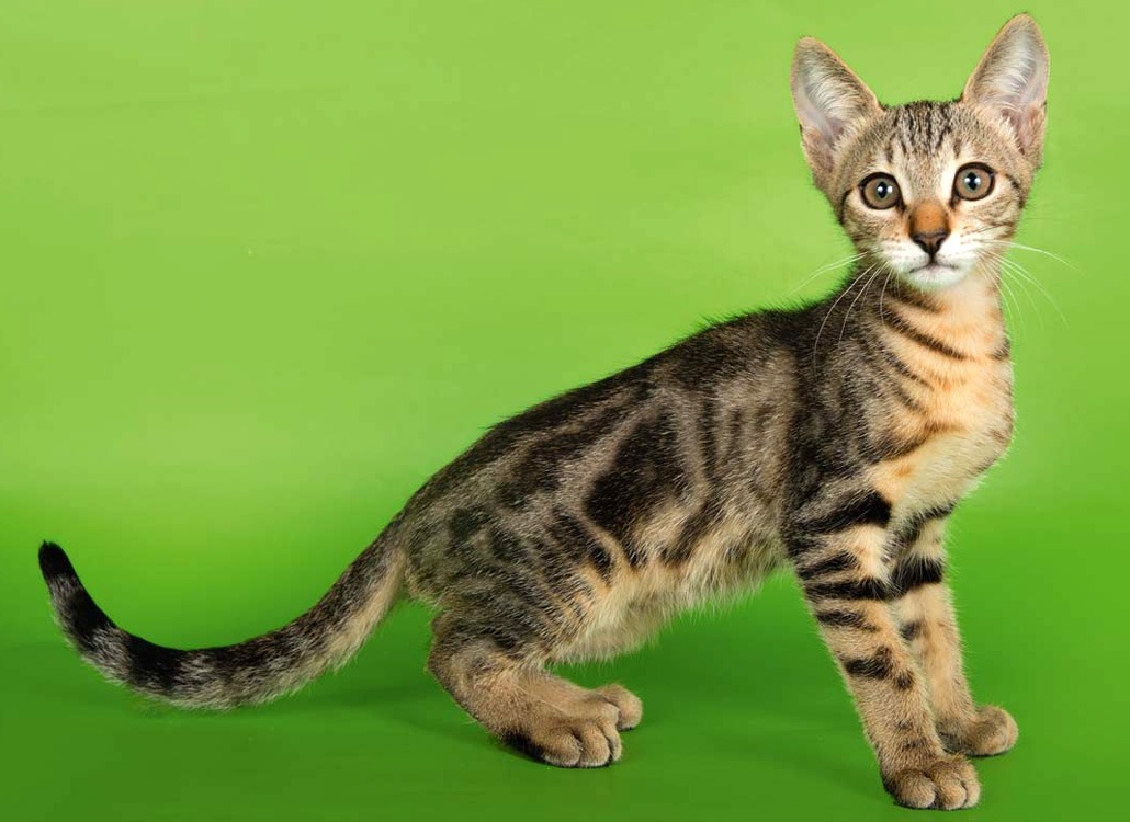 Тигровая кошка: описание и названия популярных пород
